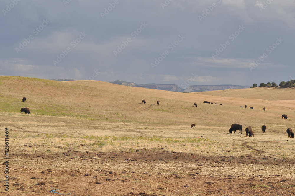 Obraz premium Bisonti