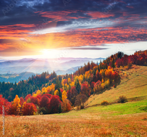 Colorful autumn morning in the Carpathians