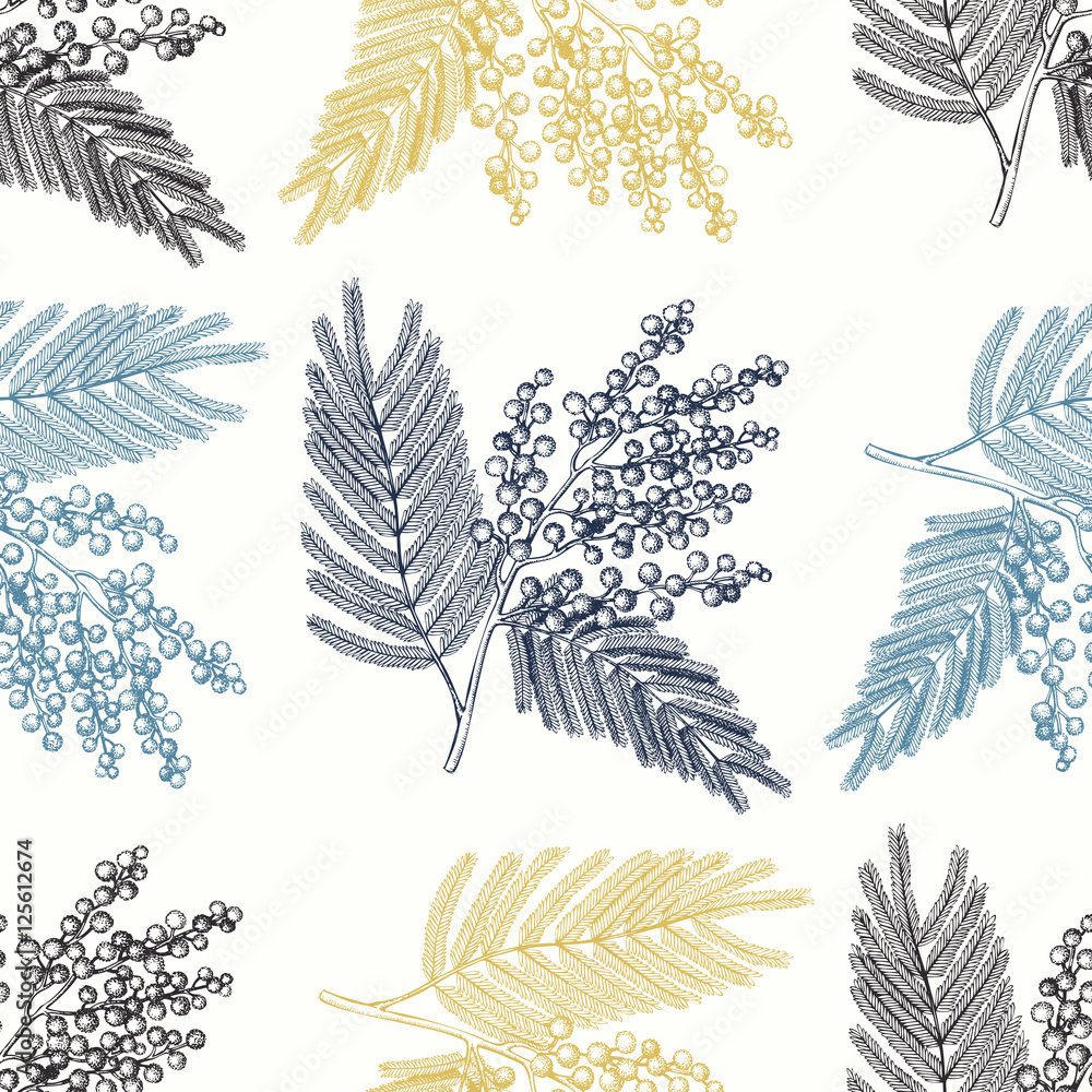 Seamless pattern with hand drawn Mimosa sketch. Vector background with decorative Silver Wattle tree elements. Vintage acacia illustration