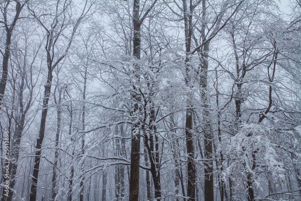 Ice storm forest
