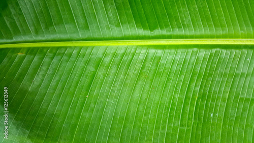 banana leaf background