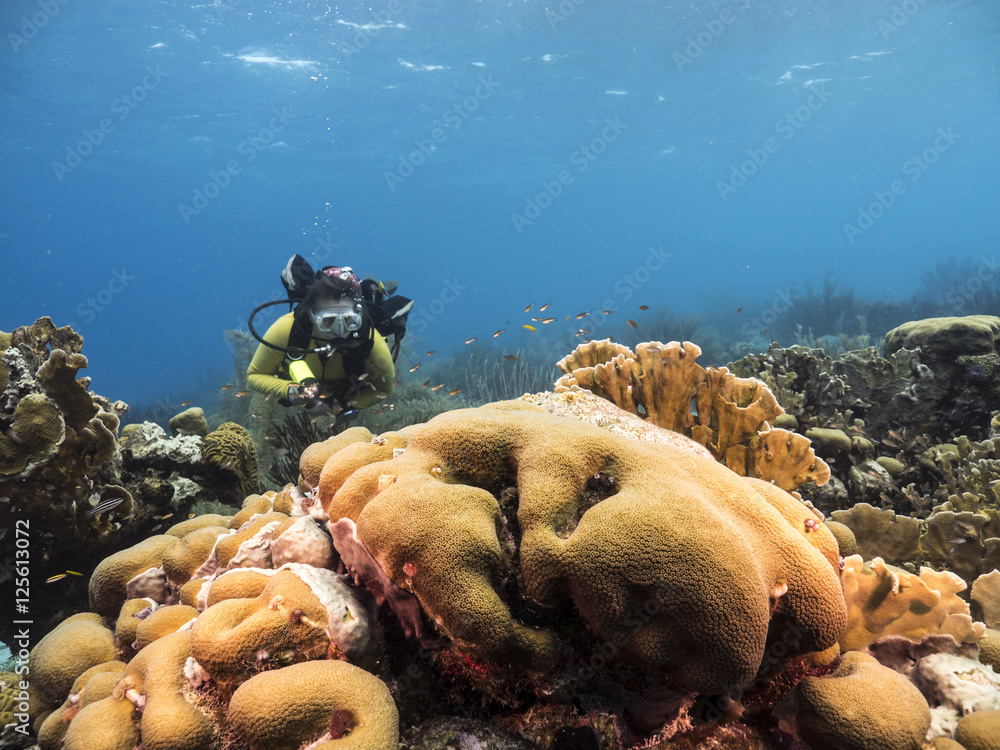 Unterwasser - Riff - Koralle - Schwamm - Taucher - Tauchen - Curacao -  Karibik Stock Photo | Adobe Stock
