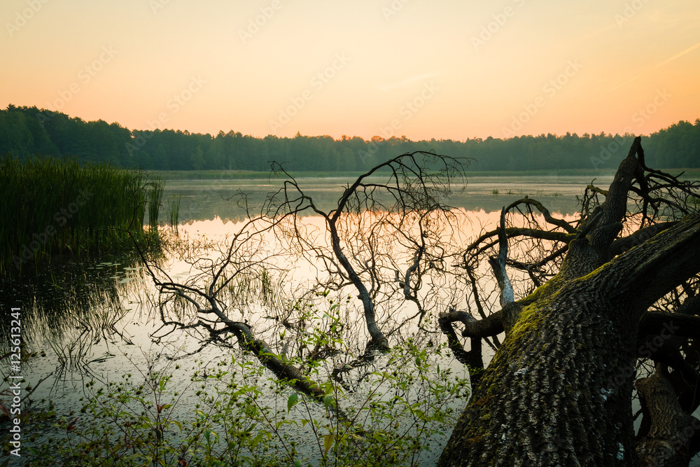 Fallen tree on swampy water reservoir just before sunrise.