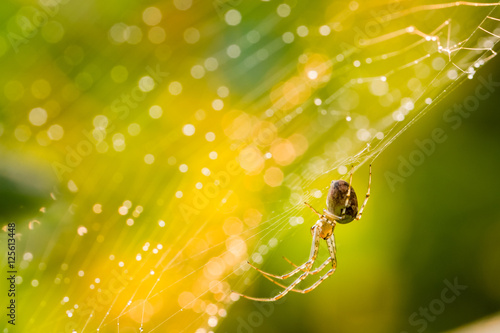 Close up of forest spider in cobweb after rain.