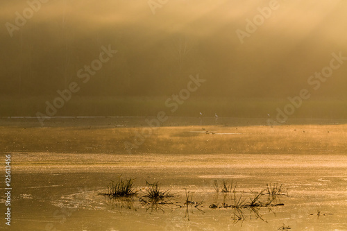Sun rays under forest puddle, morning water landscape.