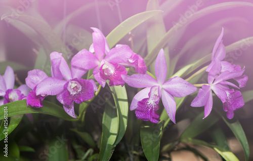 Hybrid light purple cattleya orchid flower