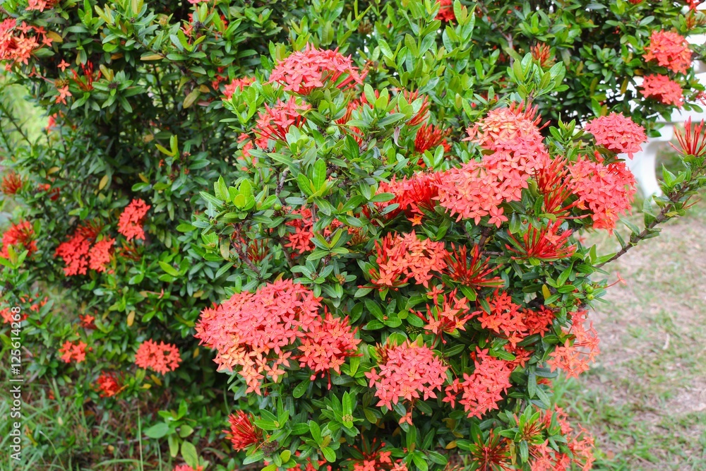 spike flower , Ixora coccinea red, Rubiaceae in nature