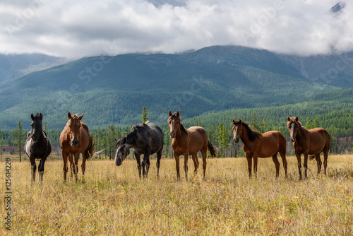 mountain horses pasture highlands