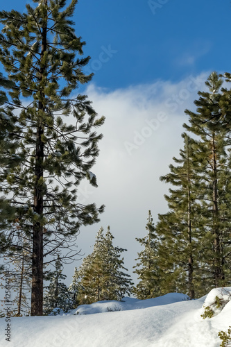 Fototapeta Naklejka Na Ścianę i Meble -  Snow Forrest, Climate Change at Southern California, Big Bear Mo