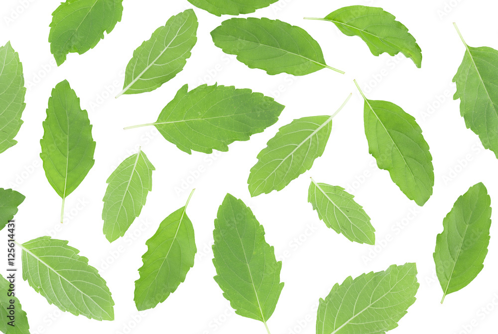 Holy basil on white background Holy basil on white background
