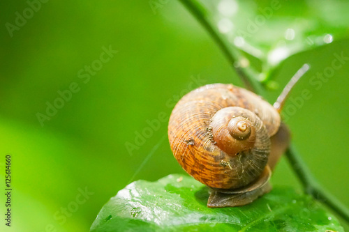snail on the leaf