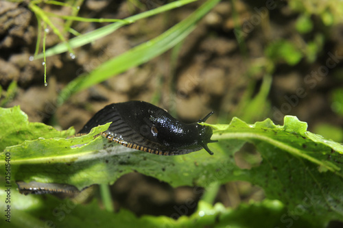 Spanish slug (Arion vulgaris) invasion in garden. Invasive slug. Nature problem in Europe.
