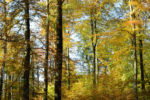 Buchenwald im Herbst © hydebrink
