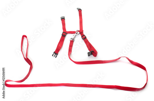 Obraz na plátne harness and leash