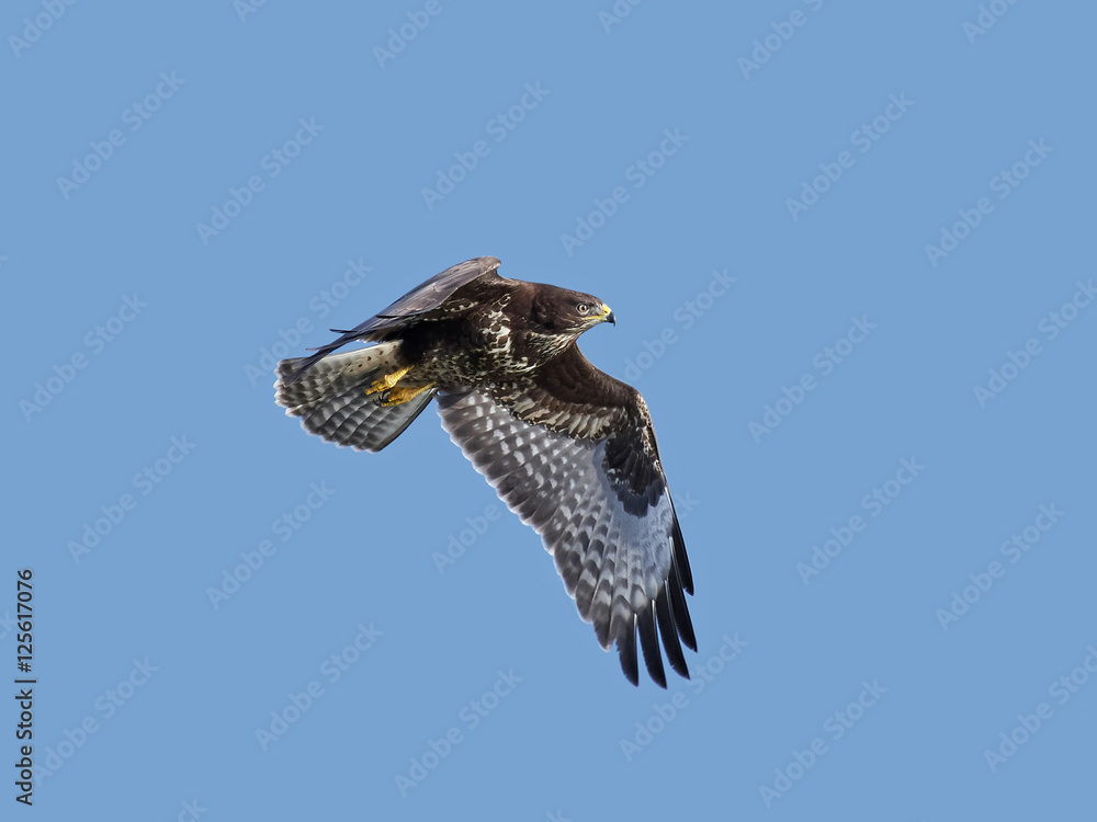 Fototapeta premium Common buzzard (Buteo buteo)