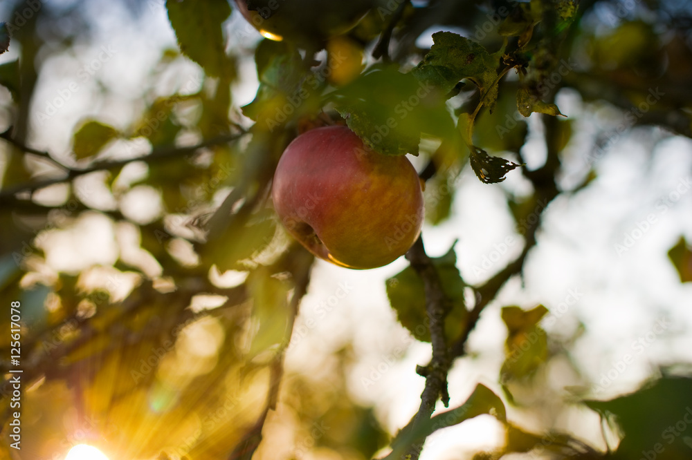 Sonnengereifter Apfel Sonnengereifter Apfel