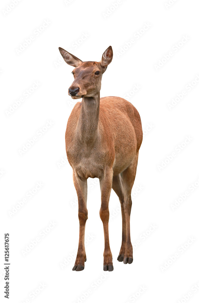 Fototapeta premium deer
