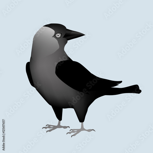 Western Jackdaw