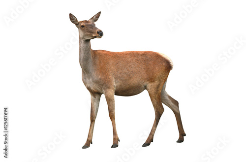 Photo deer