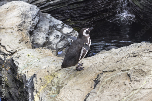 Penguin trying to fly in the Oceanario, Lisbon