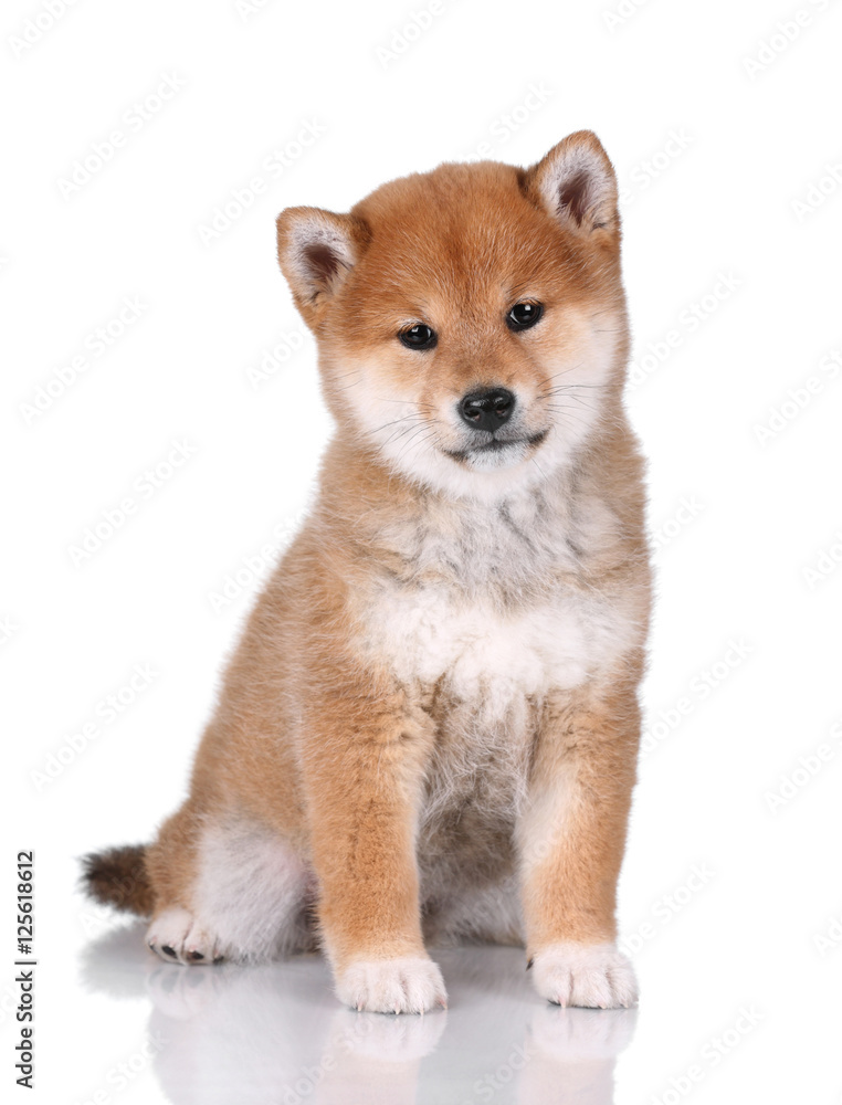  Cute Puppy Shiba Inu on a white background 