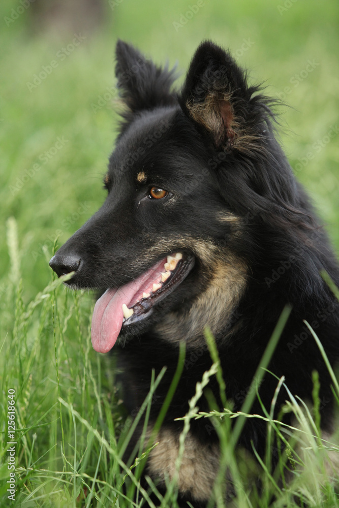 Amazing Bohemian Shepherd in the garden Amazing Bohemian Shepherd in the garden