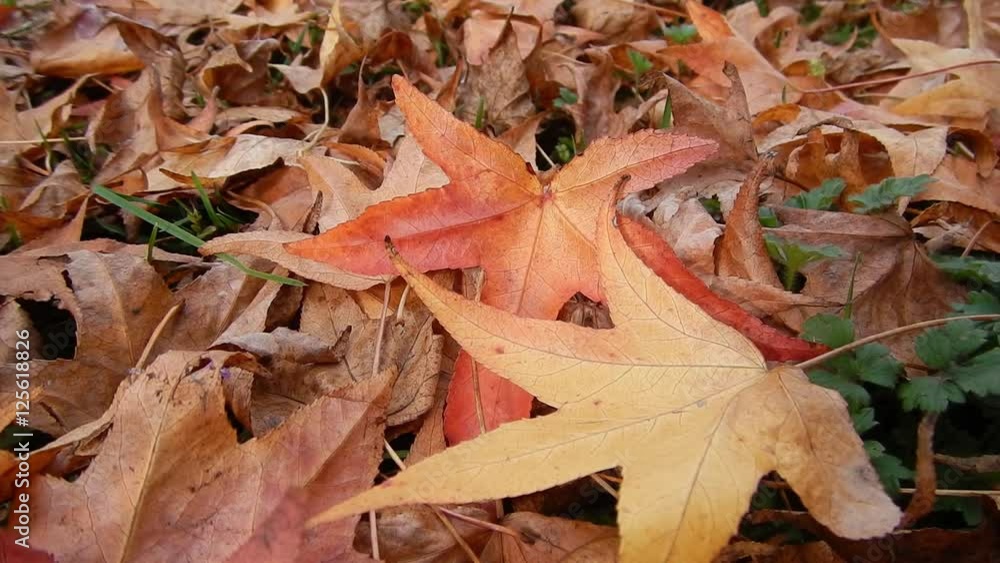 Acero - Foglie che cadono - Autunno Acero - Foglie che cadono - Autunno