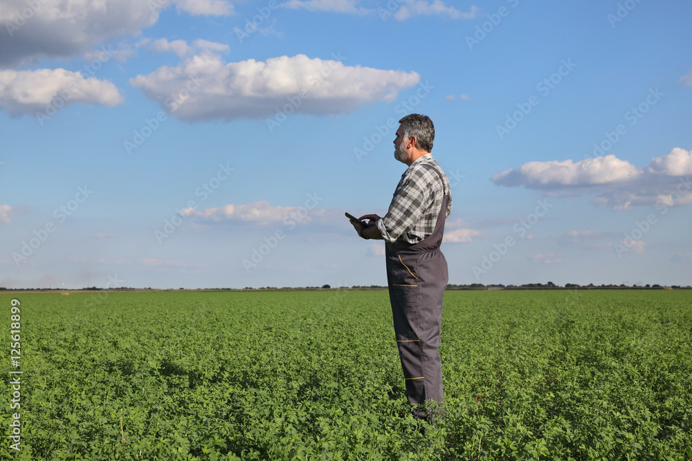 Farmer or agronomist in clover field examine plant using tablet
