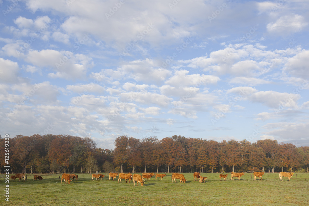 Fototapeta premium limousin cows in meadow before autumn forest in warm morning lig