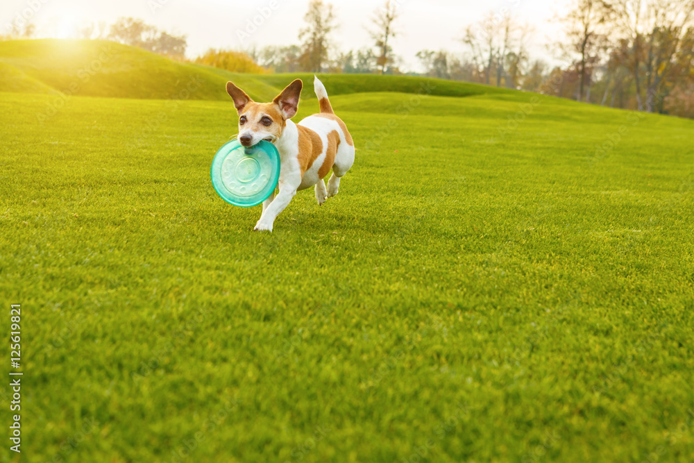 Running funny dog with toy playing outside. Crazy happy moments Running funny dog with toy playing outside. Crazy happy moments