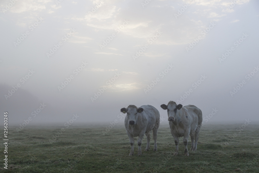 two white meat cows in early moring misty meadow in holland - obrazy, fototapety, plakaty 