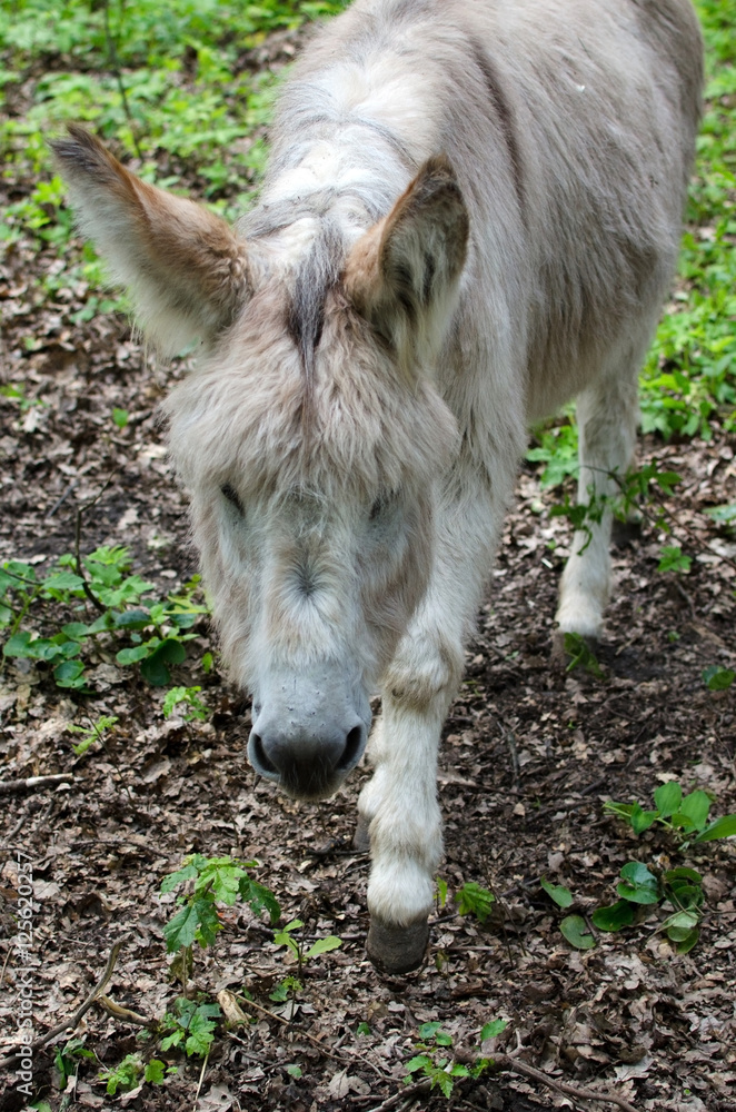 Obraz premium donkey in the zoo