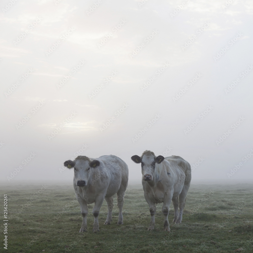 Fototapeta premium three white meat cows in early moring misty meadow in holland