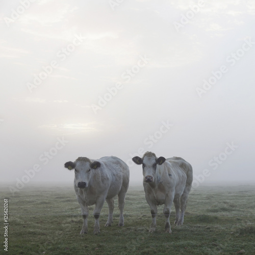 Fototapeta Naklejka Na Ścianę i Meble -  three white meat cows in early moring misty meadow in holland