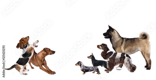 group of dog kitten and standing on hind legs, kitten looking up