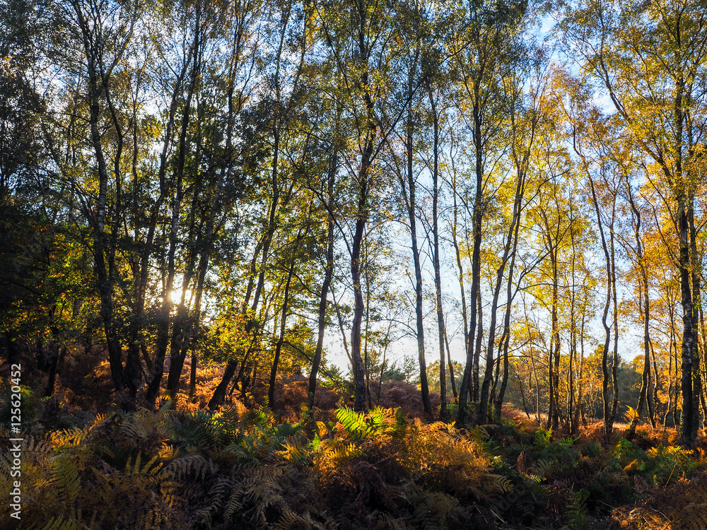 Scenic View of the Ashdown Forest in Sussex Scenic View of the Ashdown Forest in Sussex