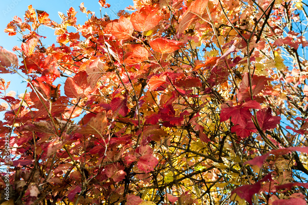Autumn or fall leaves on a tree changing colour to yellow orange red gold with a sunny blue sky in the background
Autumn or fall leaves on a tree changing colour to yellow orange red gold with a sunny blue sky in the background