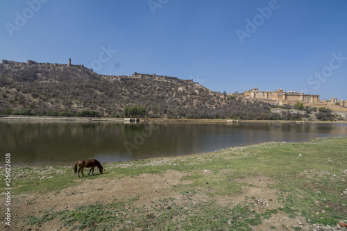 Animal grazing at Maotha Lake with Amber Fort on the background at Jaipur, India photo