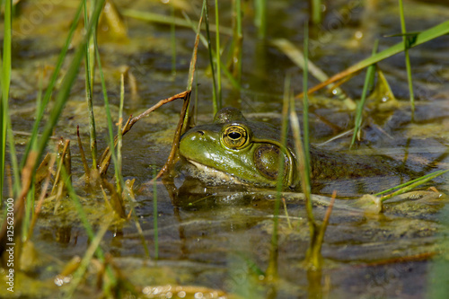 American Bullfrog in the Water