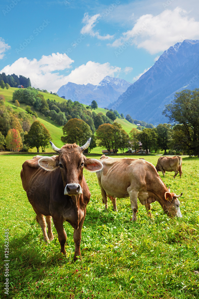 Kühe in idyllischer schweizer Landschaft