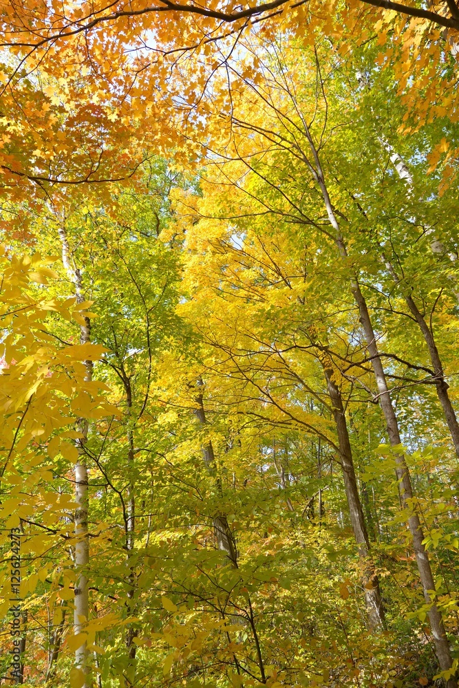 Fall colors Fall colors
