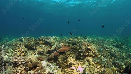 Wallpaper Mural Colorful coral reef with plenty fish. 4k footage Torontodigital.ca