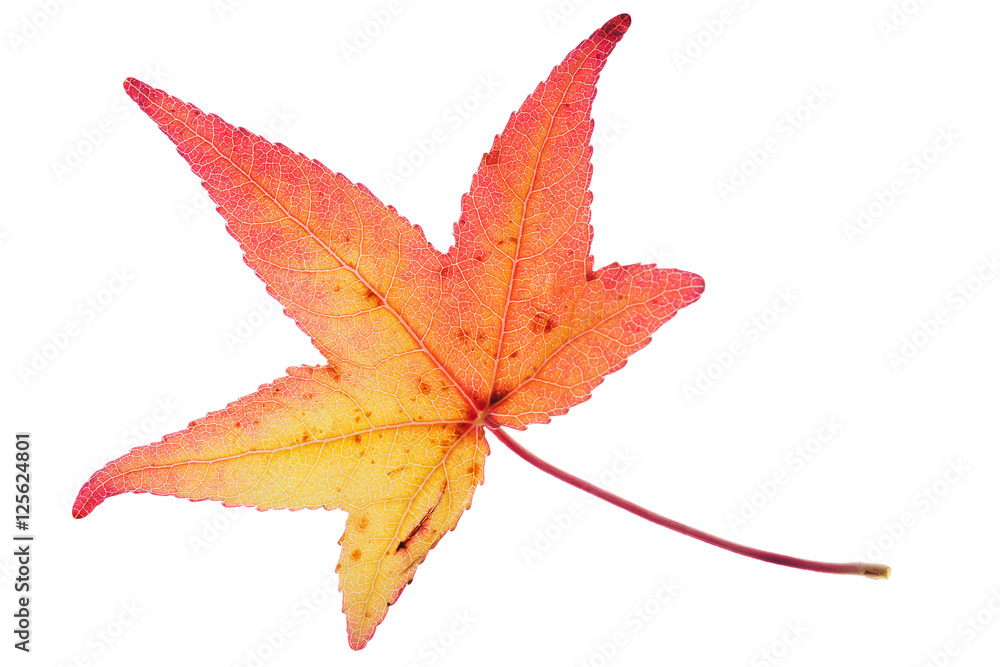 Red yellow autumn leaf isolated on white background. Detailed leaf veins are visible. Red yellow autumn leaf isolated on white background. Detailed leaf veins are visible.