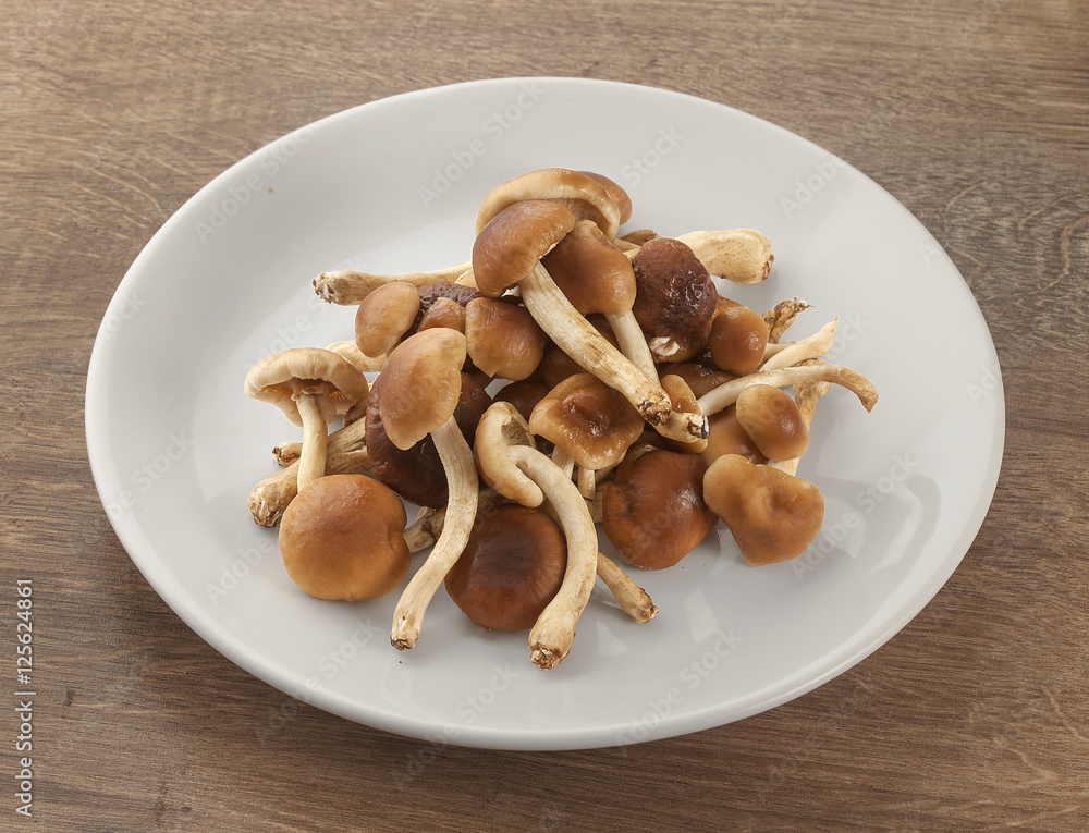 Handful of honey agaric Handful of honey agaric