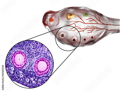 Ovarian follicles. Light microscopy, hematoxylin and eosin stain, magnification 200x and 3D illustration photo