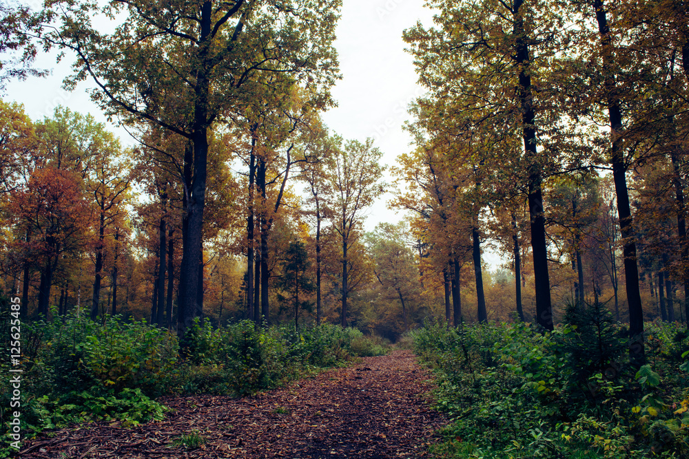 Fototapeta premium Осенний лес. 7