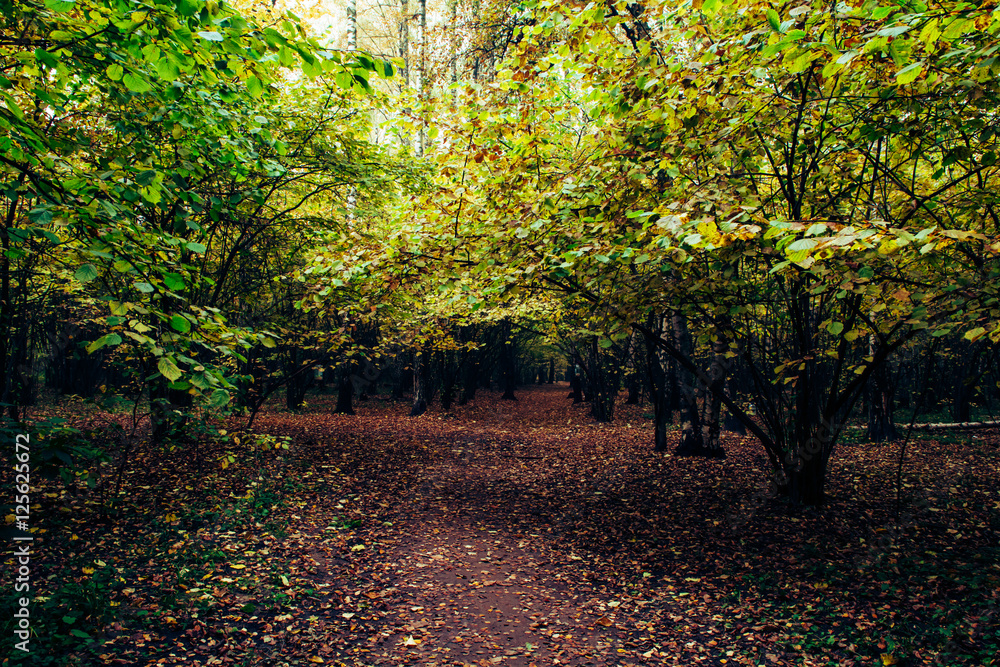 Fototapeta premium Осенний лес. 8