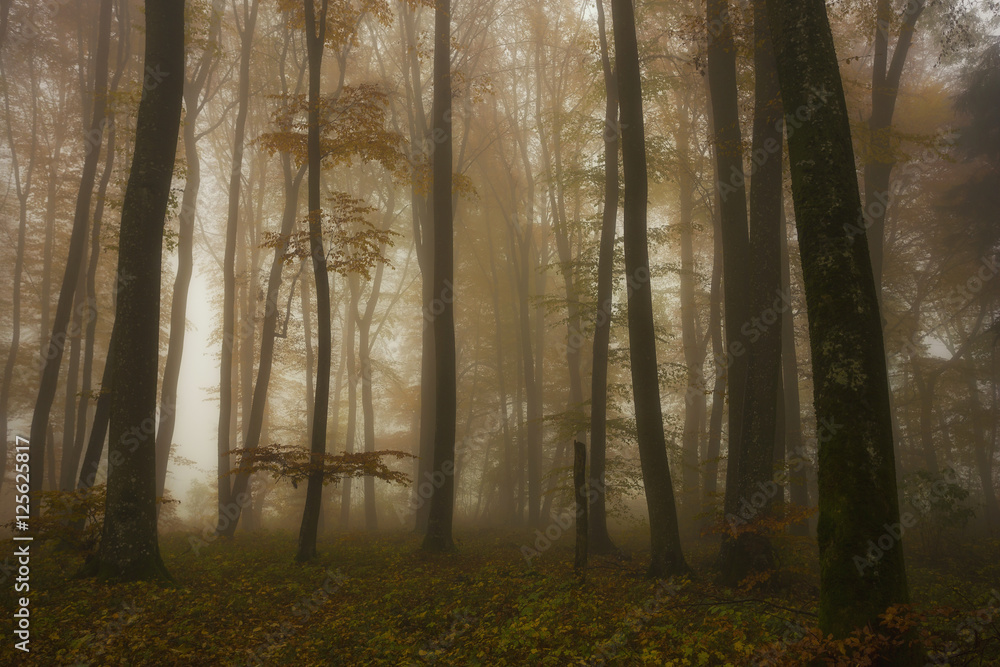 Naklejka premium Herbstwald