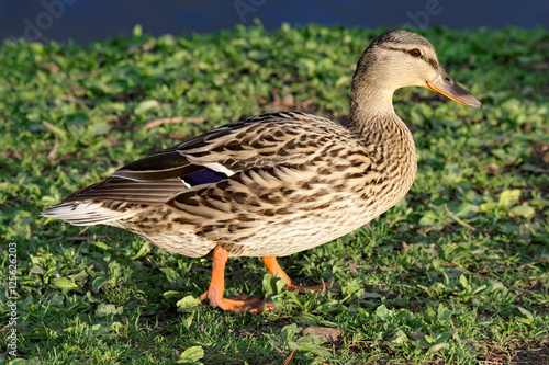 Mallard Duck in the Grass © faykatriona