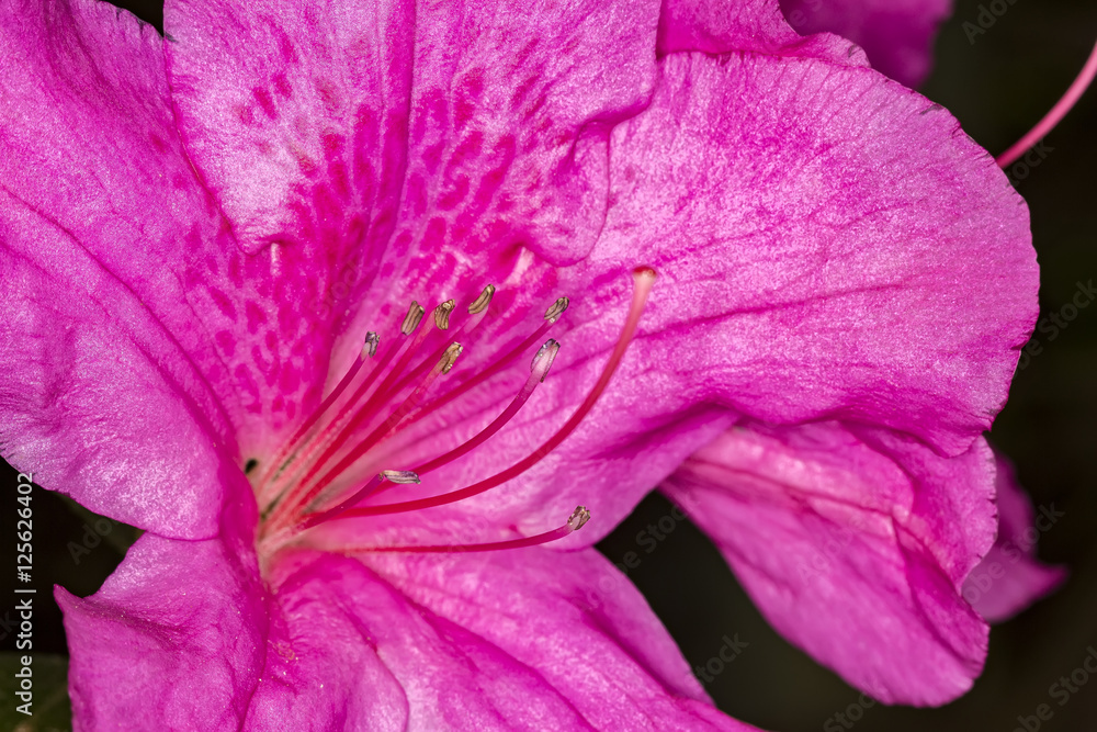 Pink Azalea pistils extreme close up photo - Macro photo pistils of Rhododendron simsii